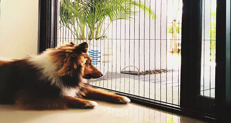 Sliding Screen Pet Door Repair in Stuart, FL